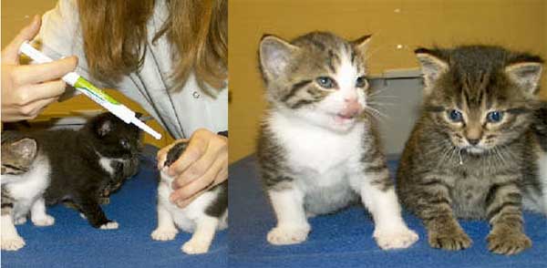 kittens ontwormen gaat het makkelijkste met een pasta, begin ermee op 4 weken leeftijd